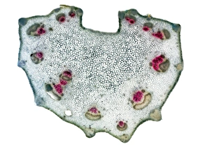 Stampe di Il fagiolino. Microscopio a luce di una sezione trasversale attraverso un stelo da un foglio di sedano (Apium graveolens). Il rosso eossina è stato utilizzato per colorare i tessuti xilemici Immagini datate 2010 novembre: Stolfo di sedano, fotografia a lente ridotta