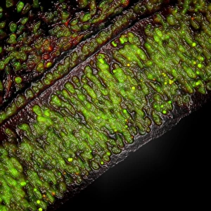 Confocal Microscopy Images Stampe: Cell death