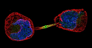 Stampe di La divisione cellulare. Microfotografia fluorescente di una cellula animale durante la cytokinesis (divisione cellulare) Immagini datate 2004 luglio: Divisione cellulare