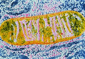 Transmission Electron Micrograph Stampe: Cell mitochondrion