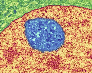 Stampe di Nucleolo. Immagine di trasmissione elettronegativa colorata del nucleolo (blu), un componente della nucleus (arancione) di una cellula. La cytoplasmia cellulare è verde Immagini datate 2007 gennaio: Nucleo cellulare, TEM
