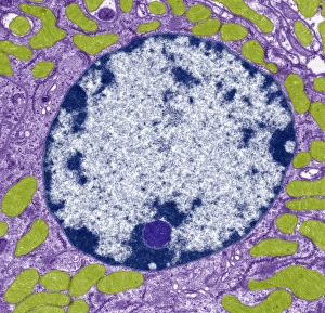 Immagini del 7 marzo 2012: Nucleo cellulare, TEM