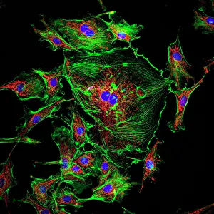 IL DNA Stampe: Struttura cellulare