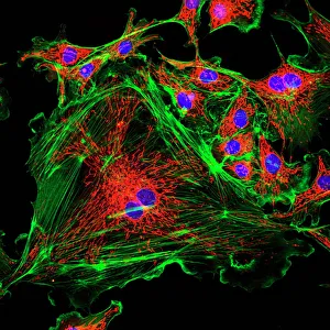 IL DNA Stampe: Struttura cellulare