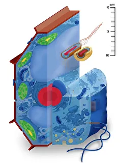 Cell Nucleus Function Stampe: Cell types, artwork