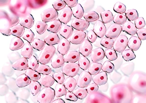 Deoxyribonucleic Acid Stampe: Cells