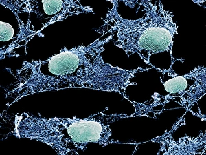 Stampe di Il reticolo citoplasmico. Micrografia di risonanza elettronica colorata (SEM) del reticolo citoplasmico (blu) ed dei nuclei verdi delle cellette coltivate Immagini datate 2005 giugno: Cellule, SEM