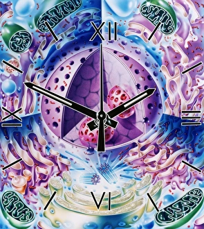 Cell Nucleus Function Stampe: Cellular clock