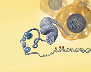 Double Helix Model Stampe: Cellular packaging of DNA, artwork