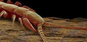 Stampe di Centipede di giardino. Immagine a raggi X colorata del capo e corpo superiore della centipedi (Lithobius sp.). Il corpo delle centipedi è diviso in segmenti, ciascuno contenente una coppia di zampe Immagini datate 2004 luglio: Centipedo, SEM