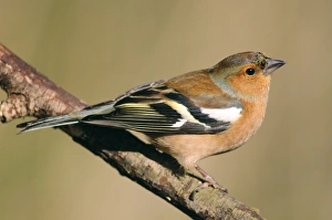 Chaffinch Bird Stampe: Chaffinch
