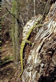 Camouflage Animal Stampe: Chameleon
