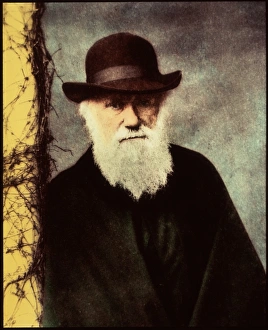 Charles Darwin Portrait Stampe: Charles Darwin