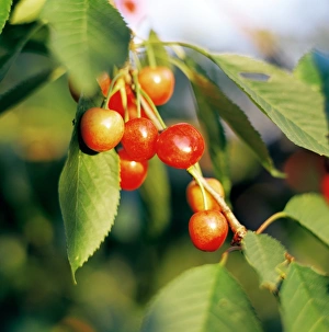 Cherry Fruit Stampe: Cherries