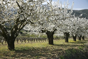 White Cherry Blossoms Stampe: Cherry orchard