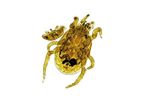 Light Micrograph Stampe: Chicken mite, light micrograph