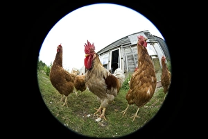 Domestic Chickens Stampe: Chickens