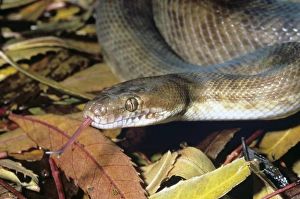 Australian Snakes Stampe: Childrens python