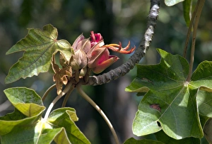 Exotic Plant Species Stampe: Chiranthodendron pentadactylon