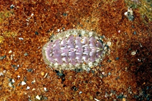Marine Invertebrates Stampe: Chiton shell