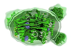 IL DNA Stampe: Struttura del cloroplasma, arte