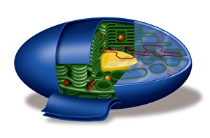 Chloroplast Structure Stampe: Chloroplast structures, artwork