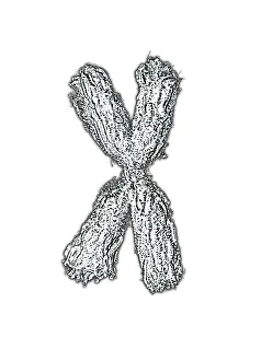 IL DNA Stampe: Chromosome