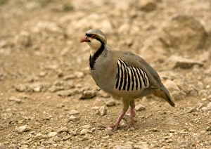 Greek Nature Reserve Stampe: Chukar