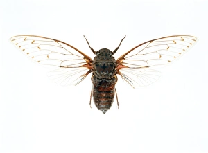 Immagini del 12 febbraio 2003: Cicada