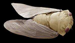 Scanning Electron Microscope Images Of Insects Stampe: Cicada, SEM