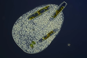 Immagini datate 8 marzo 2013: Protozoo ciliato che digerisce alghe