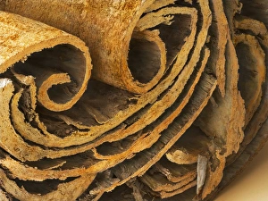 Culinary Spice Images Stampe: Cinnamon, SEM