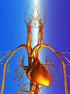 Human Circulatory System Illustration Stampe: Circulatory system