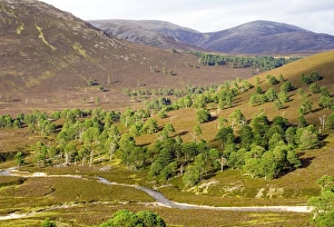 Scottish Wilderness Photography Stampe: Cleared scots pine forest