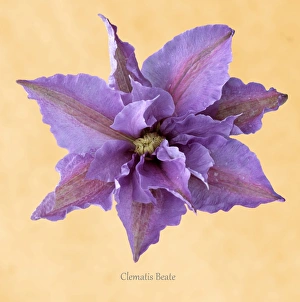 Perennial Garden Plants Stampe: Clematis Beate