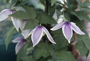Exotic Flower Photography Stampe: Clematis Blue Eclipse flowers