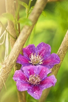 Clematis Flowers Stampe: Clematis sp