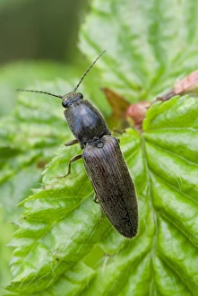 Click Beetle Stampe: Click beetle