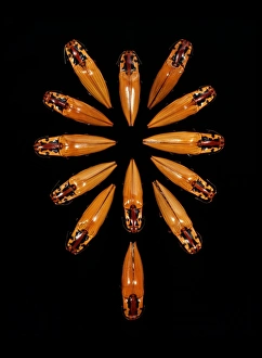 Amazon Basin Insects Stampe: Click beetles