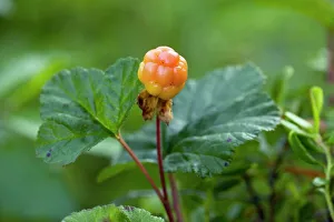 Stampe botaniche: Frutto di cloudberry (Rubus chamaemorus)