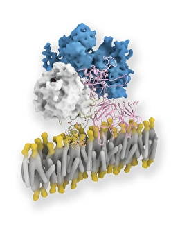 Blood Clotting Process Stampe: Coagulation factor complex molecule C014 / 0410