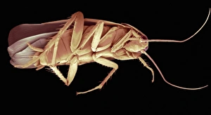 Insect Scanning Electron Microscopy Stampe: Cockroach, SEM