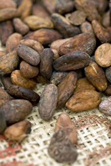 Chocolate Production Stampe: Cocoa beans