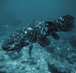 Ancient Marine Life Stampe: Coelacanth fish