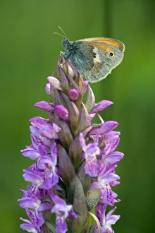 Butterfly Habitat Conservation Stampe: Coenonympha pamphilus