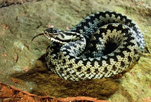 Venomous Reptiles Stampe: Coiled adder