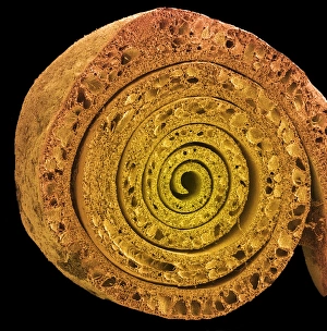 Stampe di La foglia ramosa. Micrografia elettronica di scansione colorata (SEM) della frattura congelamento attraverso una foglia ramosa del loto acquatico (famiglia Nymphaeceae) Immagini datate 2004 luglio: Foglia ramoscellata