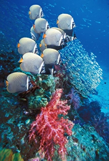 Tropical Ocean Life Stampe: Collared butterflyfish