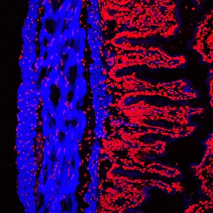 Stampe di La linea del colono. Micrografia di fluorescenza confocale della linee interne dell'intestino da topo (intestino cavo). Il colono inizia nell'endotrioce e termina al retto Immagini datate 2006 giugno: Linea colonica