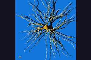 Nerve Cell Anatomy Stampe: Coloured computer image of a nerve cell